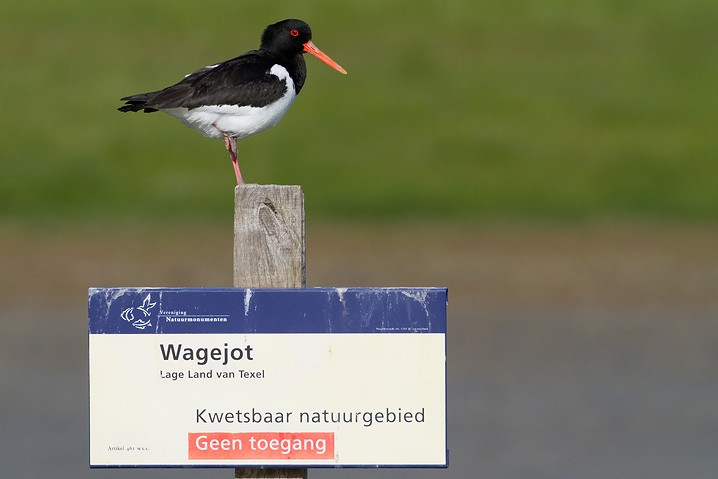 Arbeitsfoto Austernfischer - Haematopus ostralegus - Eurasian